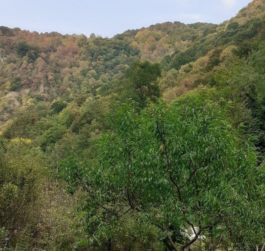 Forêt desséchée vers le nord