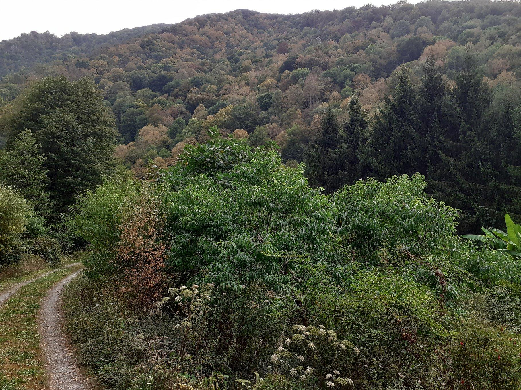 Forêt desséchée vers l'ouest